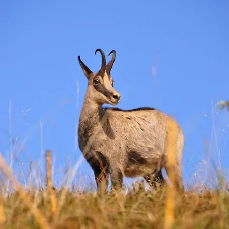 Le Pin A 2 Pas De Gerardmer, Dans La Vallee Des Lacs بيت للعطل كسونبورت-لونجمير