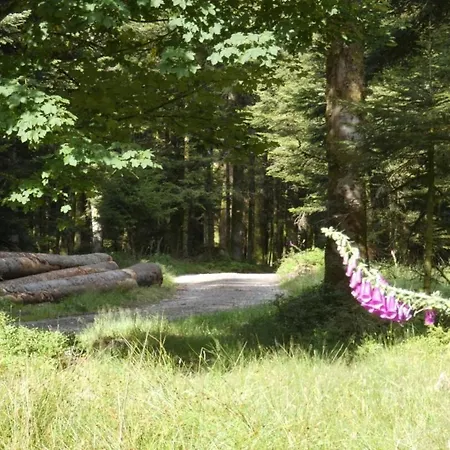 Le Pin A 2 Pas De Gerardmer, Dans La Vallee Des Lacs Holiday home *