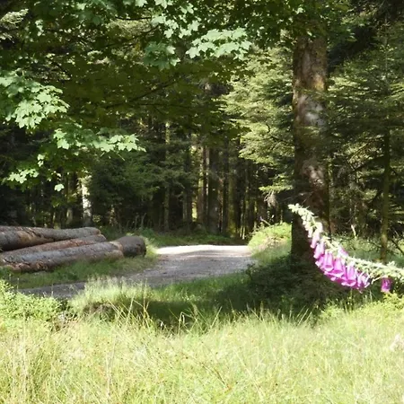 Le Pin A 2 Pas De Gerardmer, Dans La Vallee Des Lacs Xonrupt-Longemer