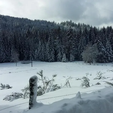 Le Pin A 2 Pas De Gerardmer, Dans La Vallee Des Lacs *