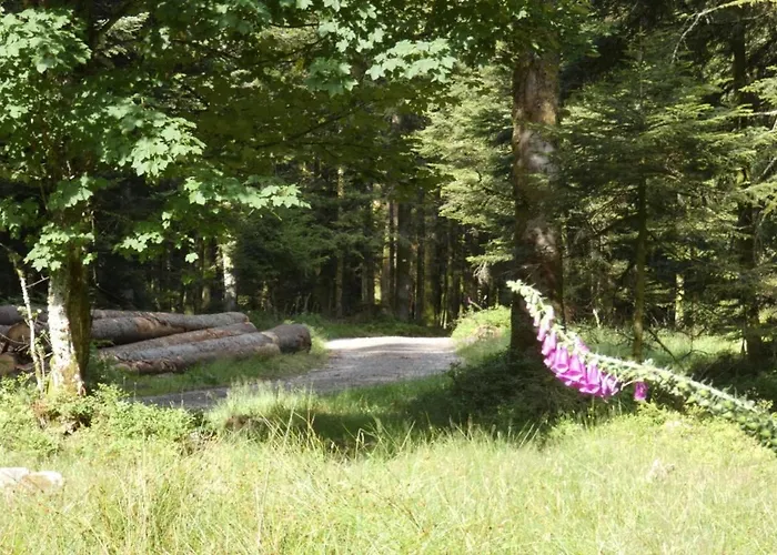 Le Pin A 2 Pas De Gerardmer, Dans La Vallee Des Lacs בית נופש *